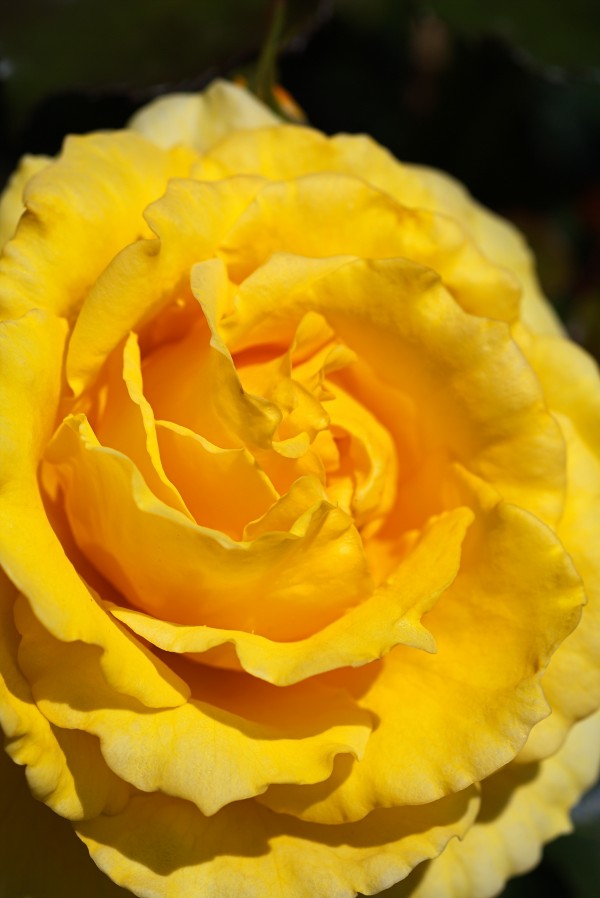 Yellow Dreaming Rose by Joy Watson